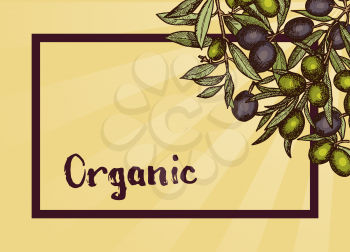 Vector frame with place for text and hand drawn olive branches in corner and sunrays illustration