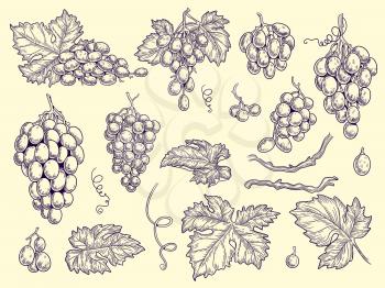 Grapes set. Vineyard collection wine grapes and leaves vector engraving graphic pictures for restaurant menu. Illustration grape wine, fresh taste grapevine