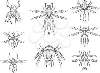 Set of eight cartoon vector hand drawn alien sci-fi insect designs in top down view