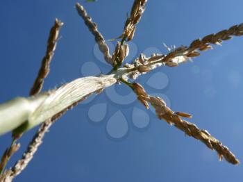 Close Up Macro of corn spike on blue sky background.