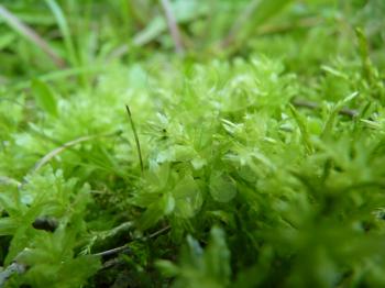 Low close up detail of bright green moss