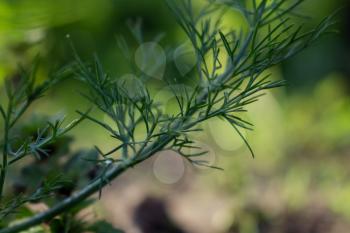 Dill and Vegetation Growing in The Garden