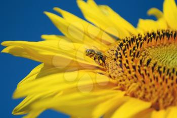 Bee sucking nectar from sunflower