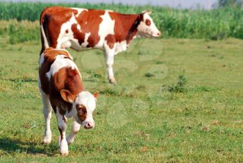 Brown and white calf and cow on pasture