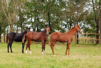 Three young horses in pasture