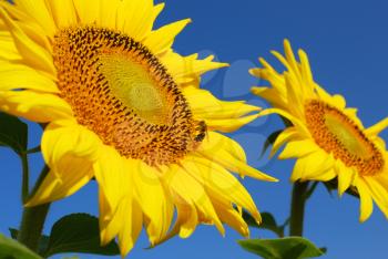 Summer scene with bee on sunflower