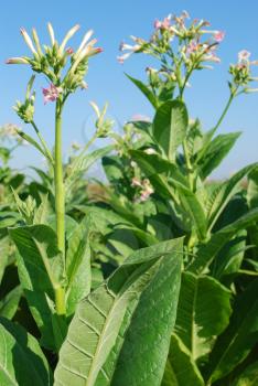 Tobacco plant with flower ready for harvest