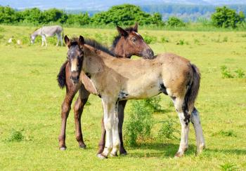 Two horse foals on pasture