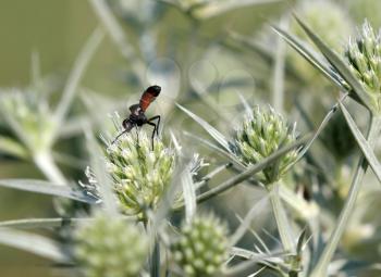 wasp standing on wild flower