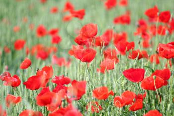 green wheat and red poppy flowers