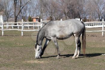 grey horse in corral farm scene