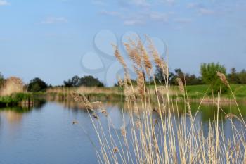 reed and river summer landscape