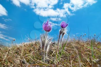 Pasqueflower (Pulsatilla patens) on the field with grass