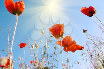 Beautiful red poppies on the blue sunny sky background