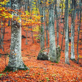 Beautiful autumn forest in the park with yellow and red trees