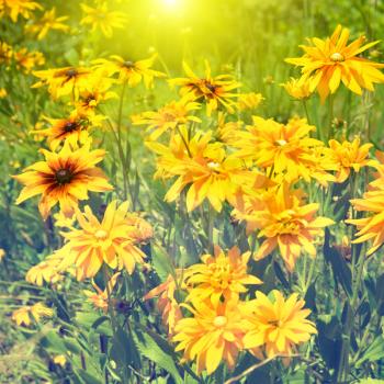 Blooming yellow rudbeckia (Black-eyed Susan flower) with sun light and green grass