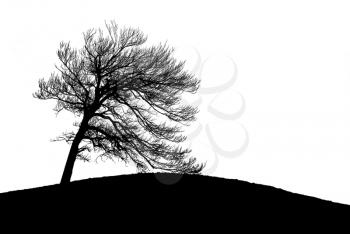 Lonely tree silhouette isolated on white background