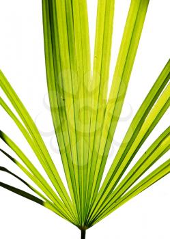 Green leaf of fan palm isolated on white.