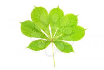Group of chestnut green leaves isolated on white