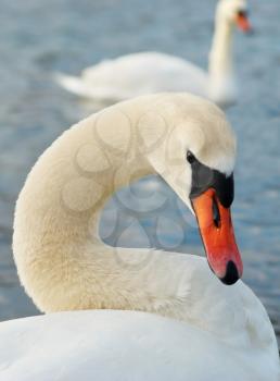 Beautiful white swan on the water.