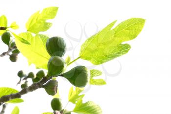 Figs with green leaves isolated on white