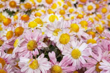 Field of pink chrysanthemum.