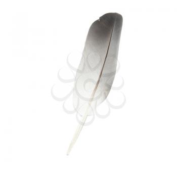 Bird's feather isolated on the white background