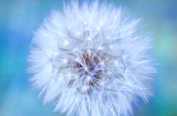White fluffy dandelion on the blurred background.