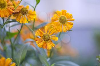 Beautiful Helenium flowers growing in the summer garden. Close up of orange Helenium autumnale flowers with blurred background.
