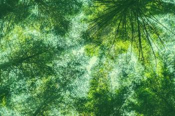 Bottom view of forest trees. Ecological green blurred background under text.