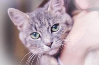 Gray kitty with green eyes with striped color. The pet's picture