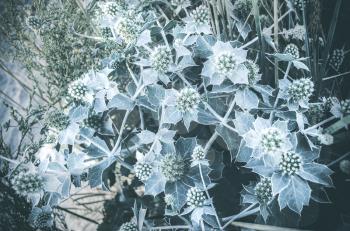 Eryngium.A growing plant on the seafront.Spiny bush