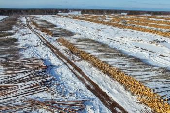 The felled trees lie under the open sky. Deforestation in Russia. Destruction of forests in Siberia. Harvesting of wood.