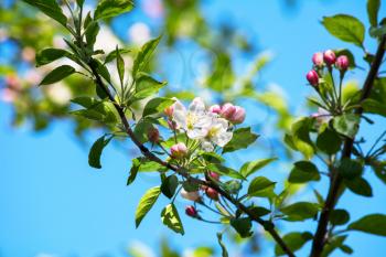Apple tree blossom, selective focus. Apple tree.  Apple orchard. Apple blossom