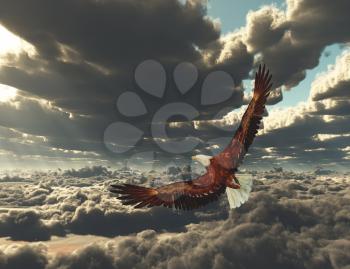 Eagle flies above clouds.