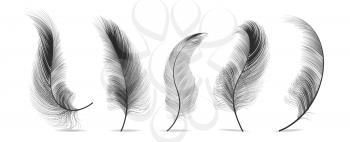 Black Feathers Set Vector. Different Falling Fluffy Twirled Feathers. Isolated Illustration