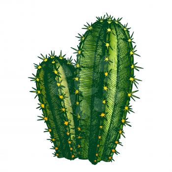 Cereus Hildmannianus Cactus Hand Drawn Vector. Sharp Spines Cactus Tree-like Growth Habit With Distinct Trunk After Which It Branches Freely Up. Designed In Retro Style Mockup Color Illustration