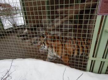 Tiger lives in a cage