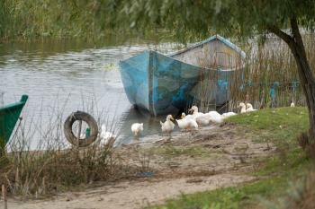 SULINA, DANUBE DELTA/ROMANIA - SEPTEMBER 23 : Domesticated ducks by a rowing boat in Sulina Danube Delta Romania on September 23, 2018