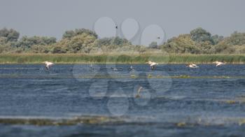 Great White Pelicans (pelecanus onocrotalus) in the Danube Delta
