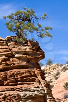 Stunted Tree on a Rocky Outcrop