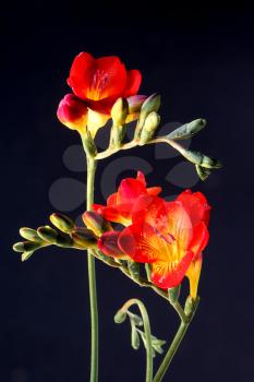 Close-up of red and yellow Freesias (Iridaceae)