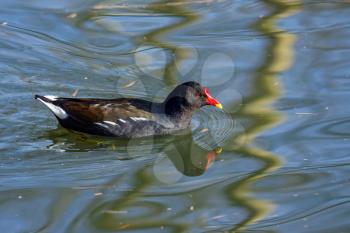 Common Moorhen (Gallinula chloropus)