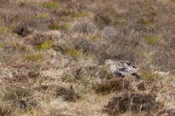 Eurasian Curlew (Numenius arquata)