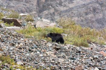 American Black Bear (Ursus americanus)
