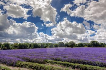 Lavender Field in Full Bloom in Banstead