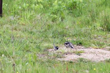 Male Pied Wagtail (Motacilla alba) Displaying to Female