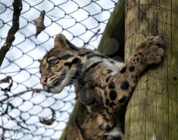 Clouded Leopard (Neofelis nebulosa)