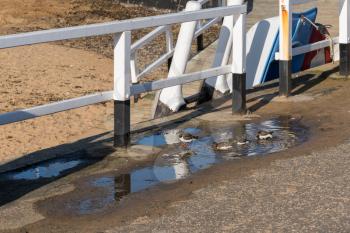 Ruddy Turnstones (Arenaria interpres) bathing in a puddle in Broadstairs Kent