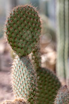 Opuntia pycnantha Engelm in perfect condition